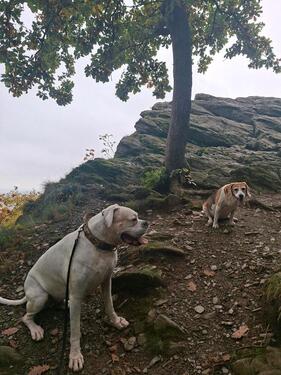 Foto - wg mitbewohnerin - 500,00 EUR Kaltmiete, ca.  10,00 m²