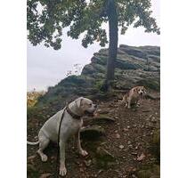 wg mitbewohnerin - 500,00 EUR Kaltmiete, ca.  10,00 m² in Eppstein (PLZ: 65817)