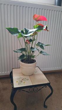 Foto - 1 Zimmer Wohnung zur Miete - 620,00&nbsp;EUR Kaltmiete, ca.&nbsp; 45,00&nbsp;m&sup2;