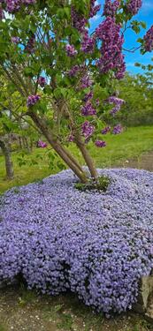 Foto - Garten, Kleingarten in Reutershagen