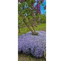 Garten, Kleingarten in Reutershagen - Rostock Gehlsdorf