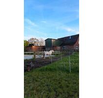 Resthof mit Paddocktrail & Profi-Reitplatz (von privat) - Hohenwestedt