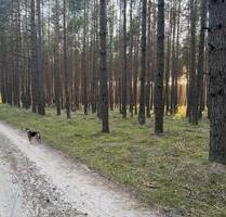 Forstfläche in der Uckermark, 108 ha - Lychen