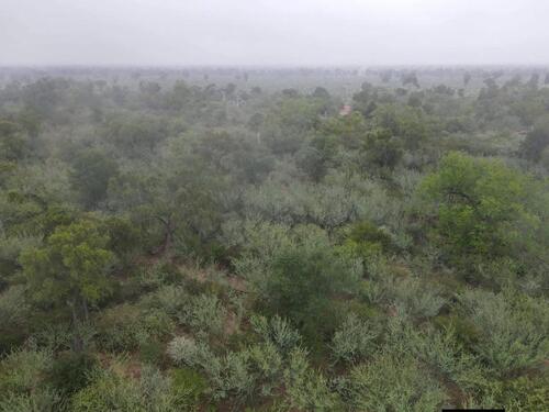 Foto - Fokus auf Investment & Zukunft 5000 ha in Paraguay