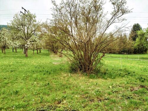 Foto - Grundstück Weil Pfullingen zu verpachten 700 m²