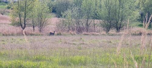 Foto - Grundst&uuml;ck zur Miete in Lambrechtshagen