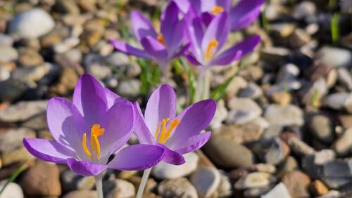 Foto - Leckerer Schrebergarten mit gemütlichem Wochenendhaus in Sandkamp