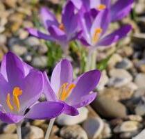 Leckerer Schrebergarten mit gemütlichem Wochenendhaus in Sandkamp - Wolfsburg Ehmen