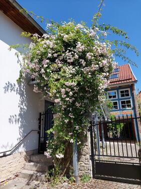 Foto - 2-Raum-EG-Wohnung in Göttingen OT Roringen