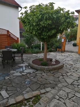 Foto - 
