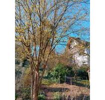 Mietwohnung 4 Zimmer - 880,00&nbsp;EUR Kaltmiete, ca.&nbsp; 150,00&nbsp;m&sup2; in Neustadt am Main (PLZ: 97845)