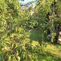 Foto - Garten Wallrabenstein mit Bäumen und Hühnerbestand