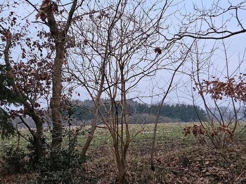 Foto - Grundst&uuml;ck in Lamstedt