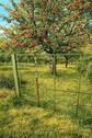 Foto - Naturgarten in 55288 Gabsheim zu verpachten