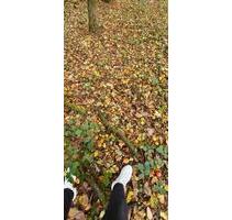 FreizeitgrundstückGarten direkt in Zweibrücken zu verpachten