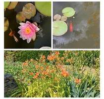 Kleingarten in Gartensparte Oberhäslich - Dippoldiswalde