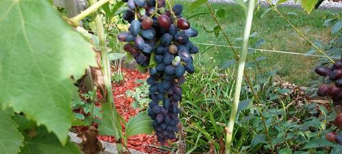 Foto - Grundst&uuml;ck in Dippoldiswalde