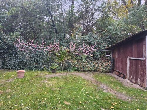 Foto - Einfamilienhaus in Friesack zum Kaufen