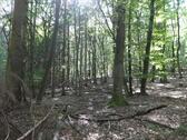 Foto - Waldgrundstück in Lohra-Rollshausen