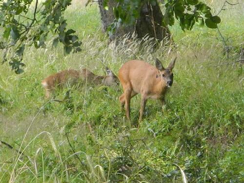 Foto - Grundst&uuml;ck zur Miete in Gladenbach