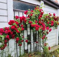 Pachtgarten in 01127 Dresden abzugeben