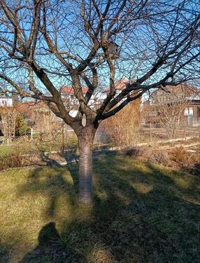 Foto - Grundst&uuml;ck zur Miete in Dresden
