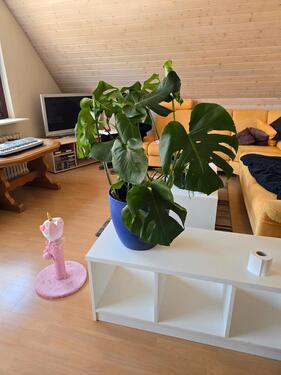Foto - 6 Zimmer Maisonettenwohnung zur Miete in Neu-Eichenberg