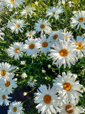 Foto - PKW-Stellplatz in Tarp, Friedrich-Hebbel-Str., Nähe Schulzentrum