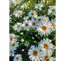 PKW-Stellplatz in Tarp, Friedrich-Hebbel-Str., Nähe Schulzentrum