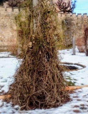 Foto - Kleiner Waldgarten mit Potential Pacht am Rande Altensteiner Park