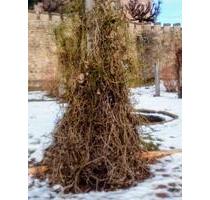 Kleiner Waldgarten mit Potential Pacht am Rande Altensteiner Park - Bad Liebenstein