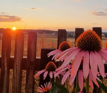 Foto - Grundstück zur Miete in Lappersdorf