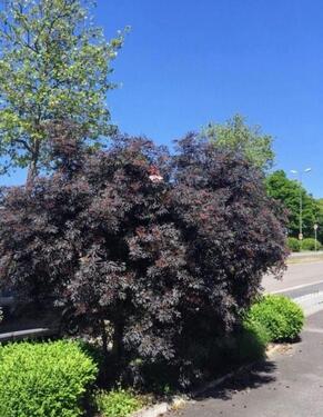 Foto - KL-Ost: 2-Zi. Whg. mit kleinem Aussensitz u. Parkplatz