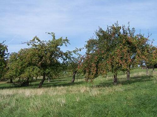 Foto - Obstbaumwiese in Bühl mit schöner Aussicht