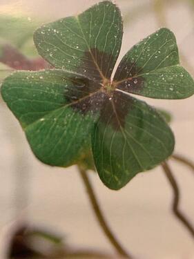 Foto - andere in Goslar