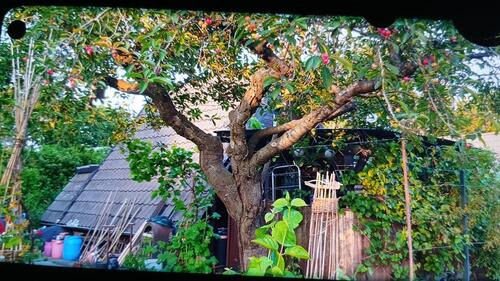 Foto - Grundst&uuml;ck in Delmenhorst zur Miete