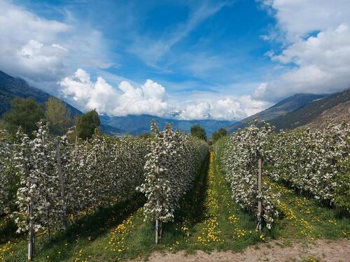 Foto - schöne Neubau - Eigentumswohnung im Vinschgau *unkonventioniert*