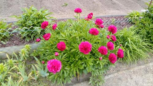 Foto - Gepflegter Kleingarten - 4.500,00&nbsp;EUR Kaltmiete, ca.&nbsp; 0,00&nbsp;m&sup2;