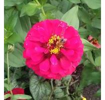 Betreuungskraft su. Wohnung in B. Wörishofen, biete zusätz Hilfe - Bad Wörishofen