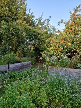 Foto - Gepflegter Kleingarten in Neuruppin mit Laube, Strom und Wasser