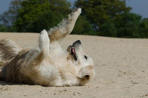 Foto - Urlaub mit Hund Nordsee in Büsum Ferienwohnung 4-6 Personen