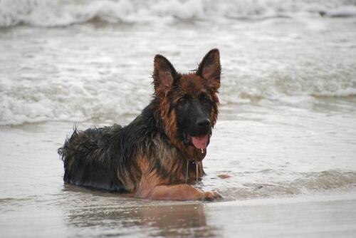 Foto - Urlaub an der Nordsee in Büsum mit Hund Ferienwohnung Ferienhaus