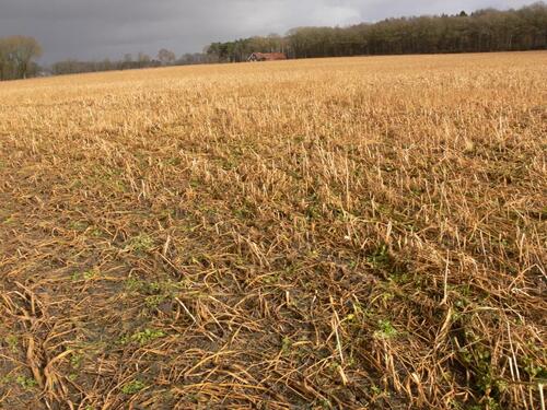 Foto - 11,5 ha Ackerland zu verpachten