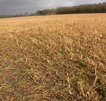 11,5 ha Ackerland zu verpachten - Essen (Oldenburg)