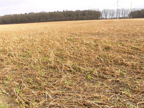 Foto - Grundst&uuml;ck in Essen (Oldenburg)
