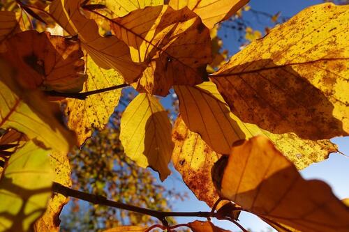 Foto - Bungalow mit Eigentumsland - 42.000,00 EUR Kaufpreis, ca.  48,00 m²