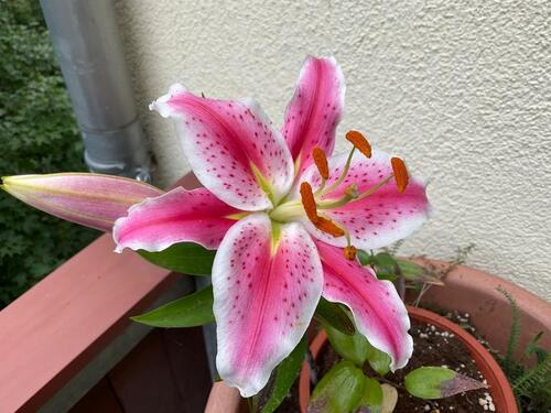 Foto - Mietwohnung vollmöbliert, Südvorstadt, sanierter Altbau DMS