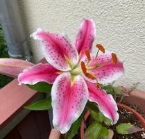 Mietwohnung vollmöbliert, Südvorstadt, sanierter Altbau DMS - Leipzig