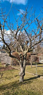 Foto - Grundst&uuml;ck in Görlitz