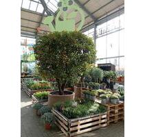 Zimmer zur kurzfristigen und Übergangs Vermietung - Zerf